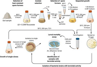 Identification of a Novel Brevibacillus laterosporus Strain With Insecticidal Activity Against Aedes albopictus Larvae